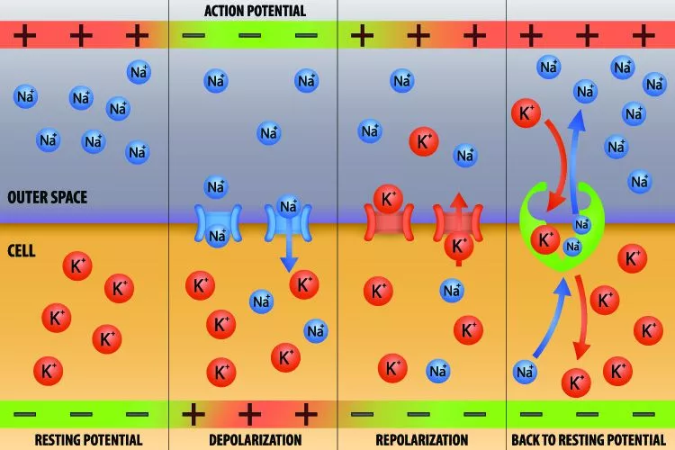 action potential