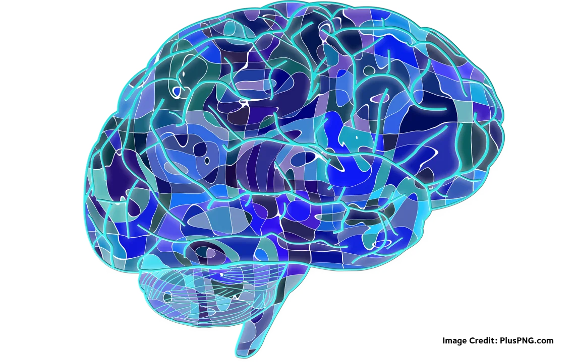 brain