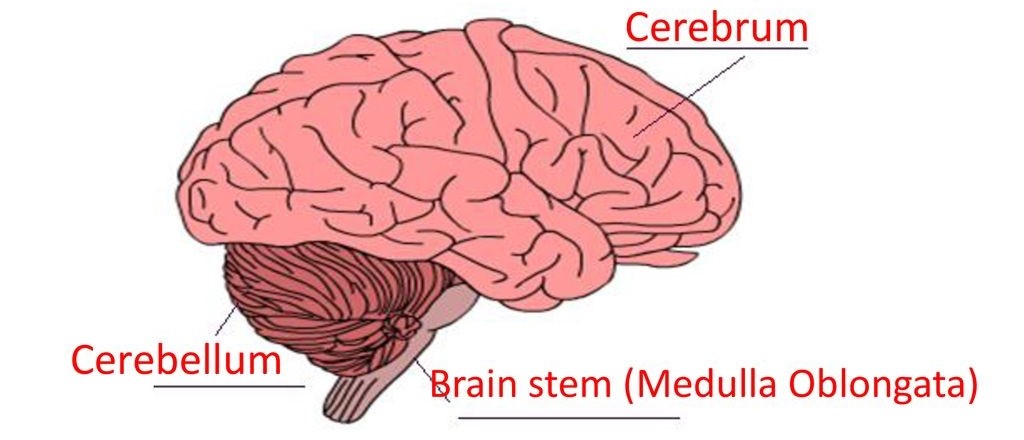 Cerebellum, Cerebrum, Brain Stem