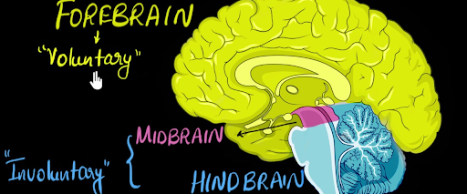 forebrain, midbrain, and hindbrain