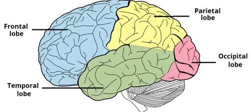 lobes of the brain