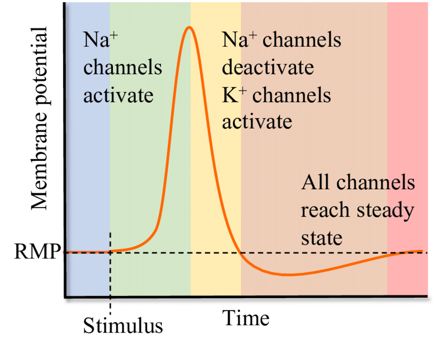 membrane potential