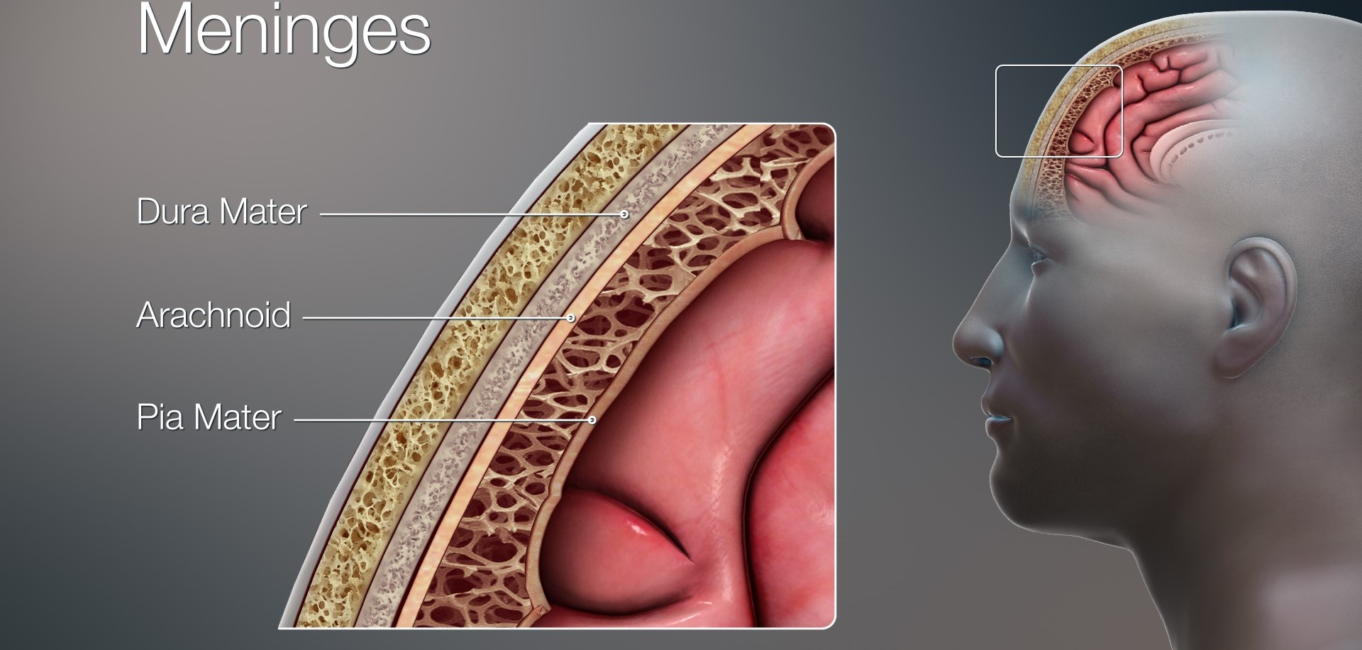 meninges