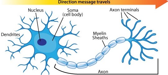 neuron anatomy