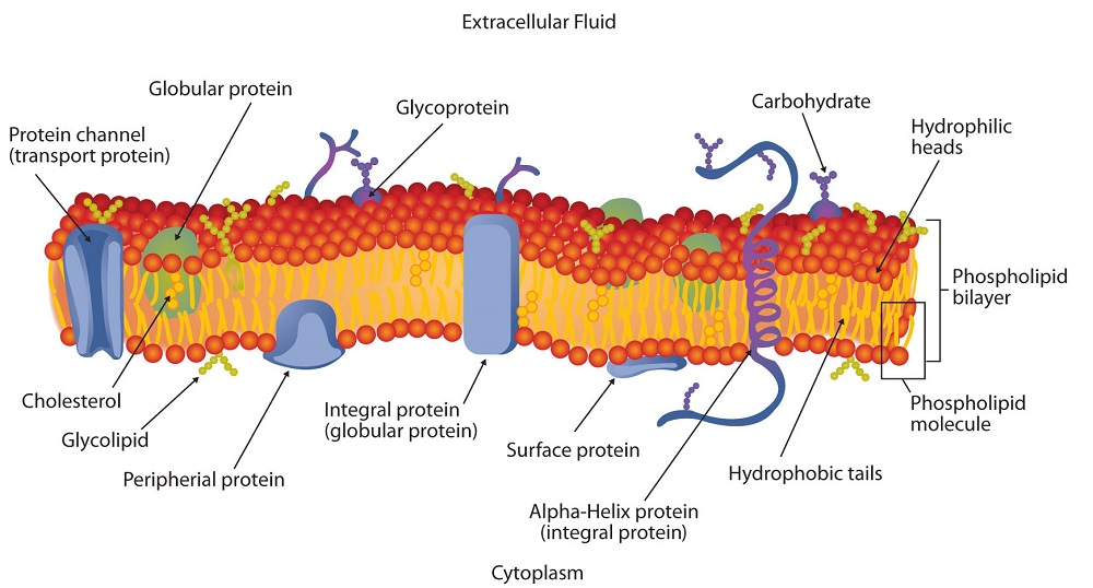 phospholipid bilayer