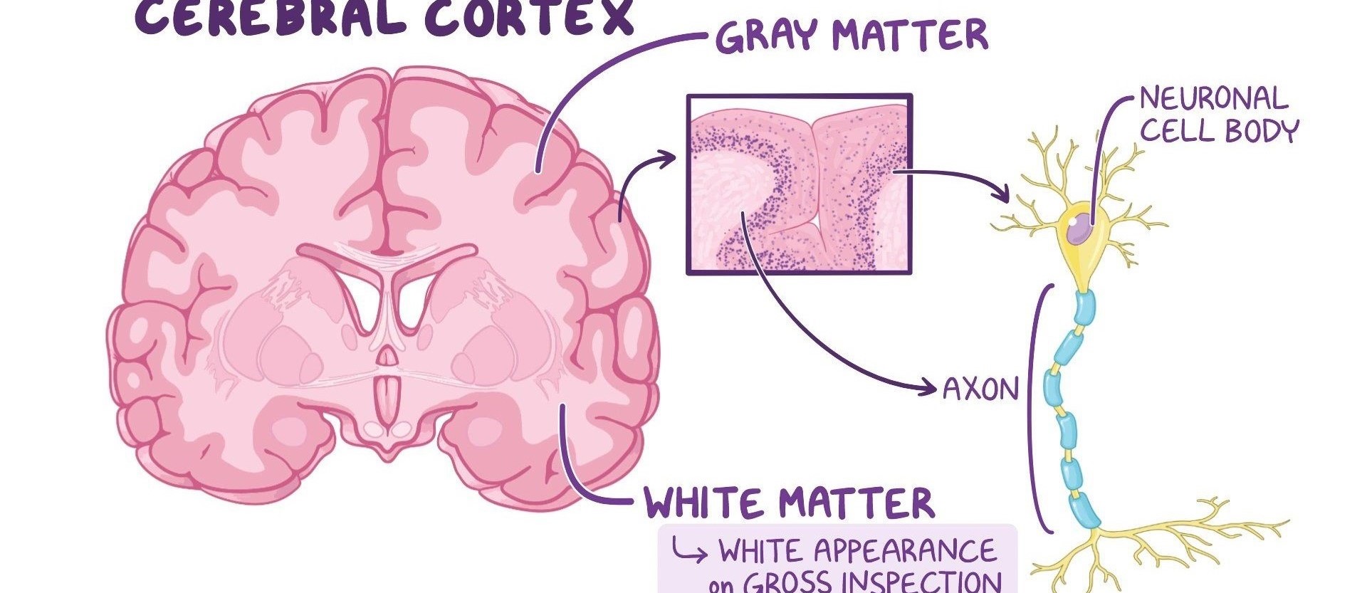 white and grey matter